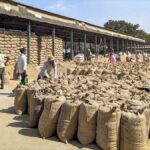 Restrictions removed on non-basmati rice exports