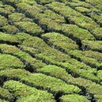 Tea industry calls for scientific quality grading of tea