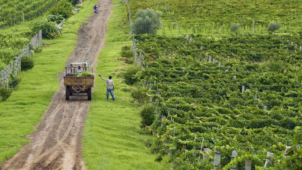 KRSMA’s vertical tasting showcases evolution of their Cabernet Sauvignon