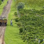 KRSMA’s vertical tasting showcases evolution of their Cabernet Sauvignon