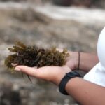 In Goa, we taste seaweed on a tide pool walk
