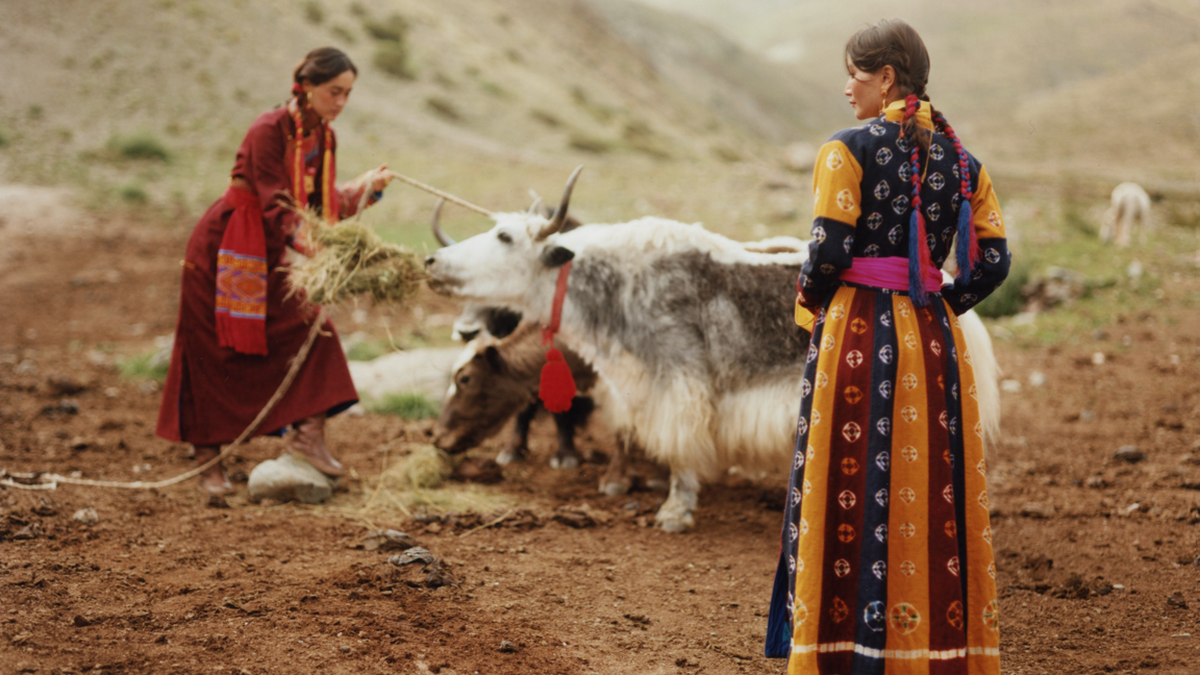 Can desi oon take on pashmina?