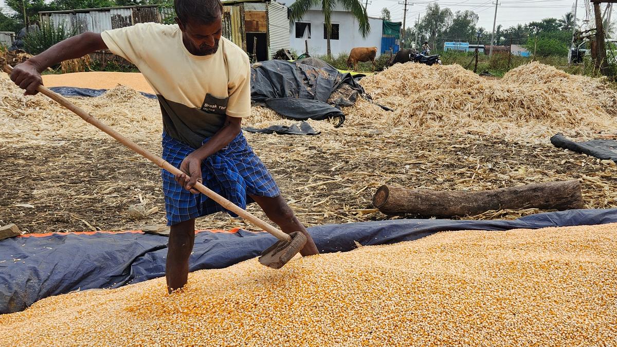 RBI MPC meeting 2025: RBI projects 6.7% growth for FY’26 on better Rabi harvest, tax relief by govt