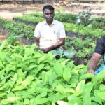This Coimbatore nursery specialises in trees and plants native to Tamil Nadu