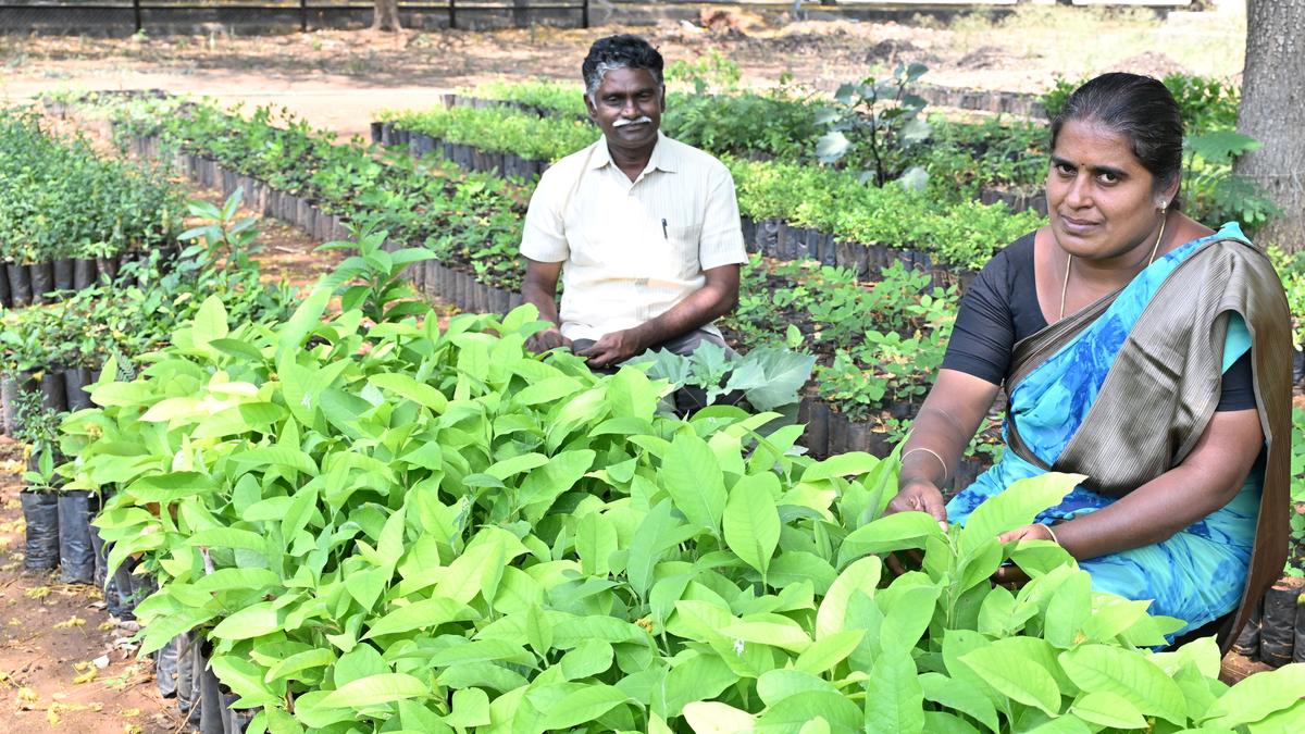 This Coimbatore nursery specialises in trees and plants native to Tamil Nadu