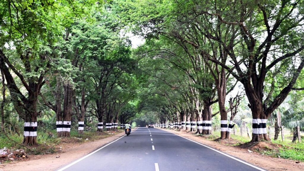 How Coimbatore’s trees tell tales of time, travel and belonging