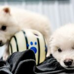 Genetically engineered animals are here: Regulation mustn’t get left behind