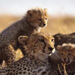 Badly behaved tourists crowd safari parks. How do you stop them from taking selfies with the lions?
