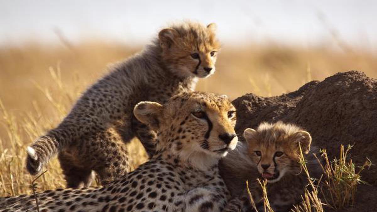 Badly behaved tourists crowd safari parks. How do you stop them from taking selfies with the lions?