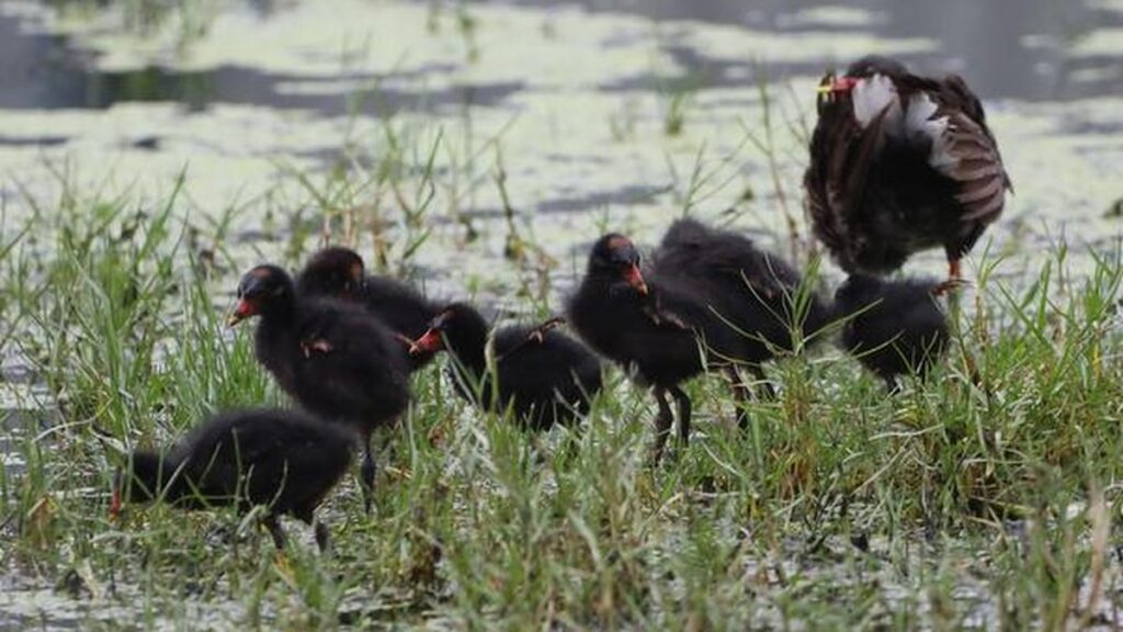Meet this young family that has “moved into” a busy neighbourhood close to an IT Zone in Chennai