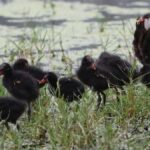 Meet this young family that has “moved into” a busy neighbourhood close to an IT Zone in Chennai