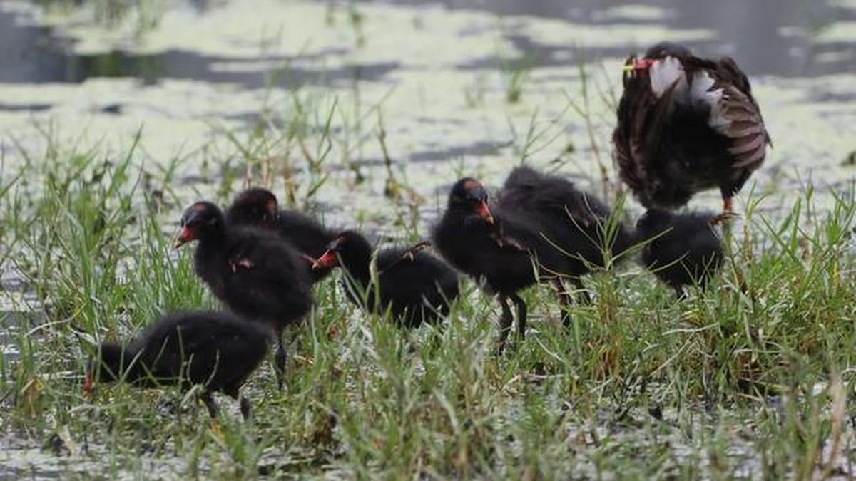 Meet this young family that has “moved into” a busy neighbourhood close to an IT Zone in Chennai