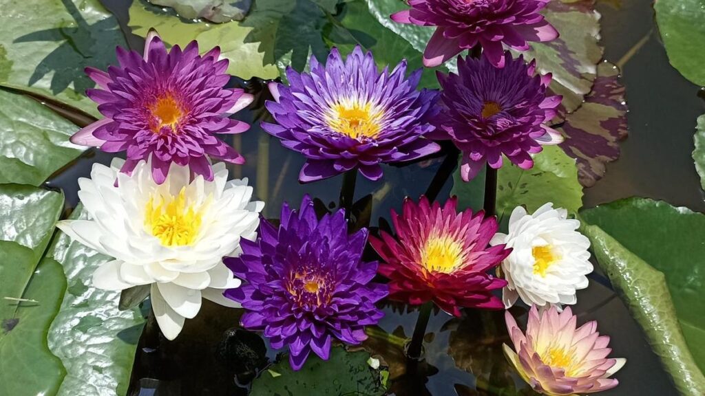 Bring home a spot of sunshine, courtesy the Lily Pond Store