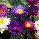 Bring home a spot of sunshine, courtesy the Lily Pond Store