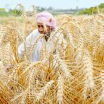 Resist American pressure but reform Indian agriculture