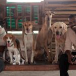 Meet Jijesh S and Shaji Balaramapuram from Thiruvananthapuram who train animals and birds for the camera
