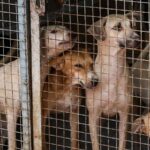 Justice astray? The Supreme Court’s dog order is unfair and impractical