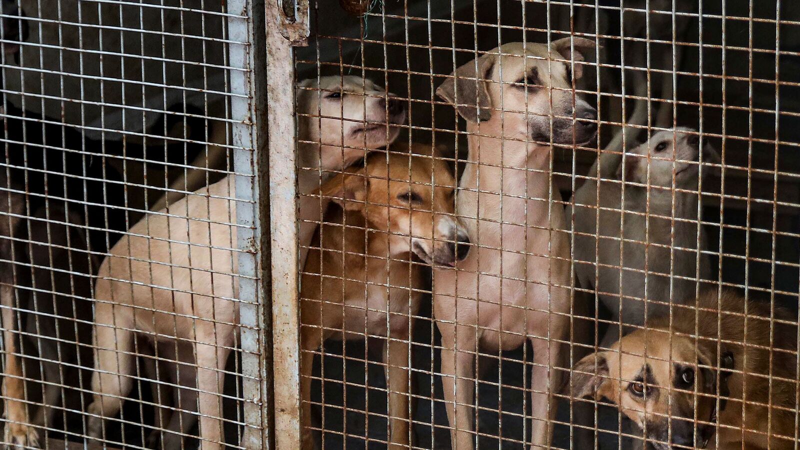 Justice astray? The Supreme Court’s dog order is unfair and impractical