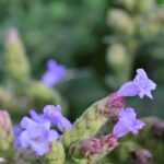 Kurinji, now flowering at Tamil Nadu’s newly notified reserve forest in Gudalur, after eight years, is an indicator of climate change