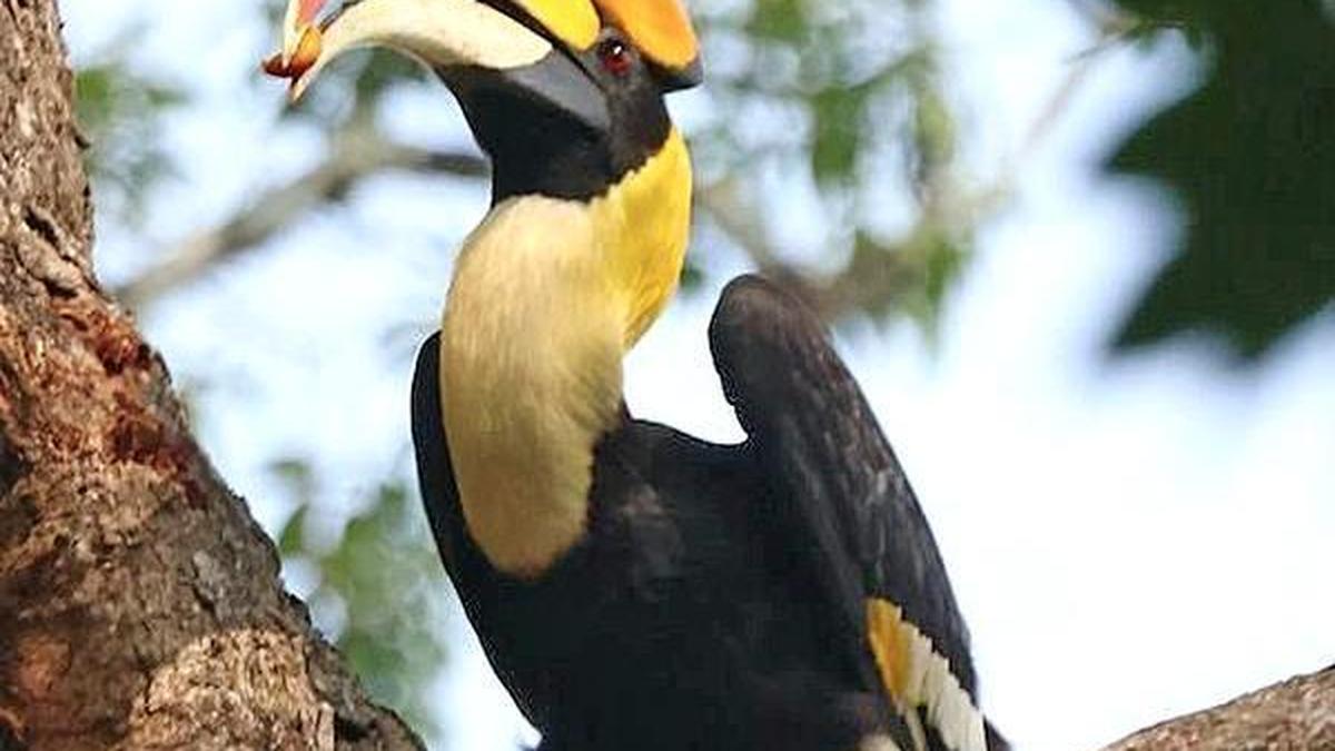 Workshop on bird watching to be held in Wayanad