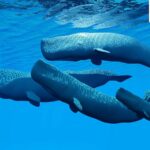 How AI allows us to end the practice of treating animals as a resource for scarce substances