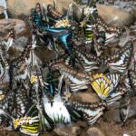 India’s butterfly boom: How Nature walks, parks, and trails are sparking a new conservation movement