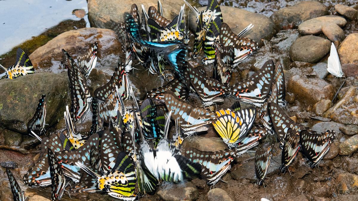 India’s butterfly boom: How Nature walks, parks, and trails are sparking a new conservation movement